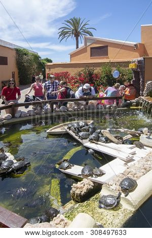 Visitors Watching Turtles Pond Marineland