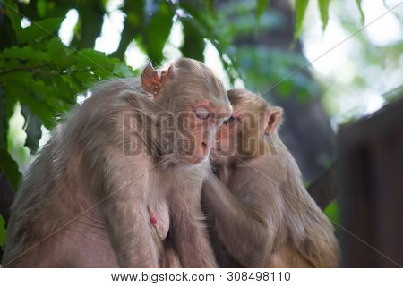 The Rhesus Macaque Monkey Sitting Under The Tree And Looking Away