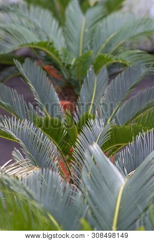 Palm Leaves Cycas Revoluta Palm