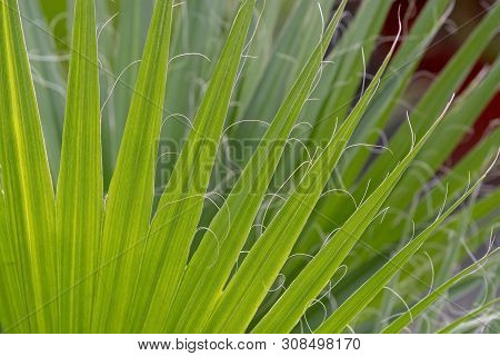 Palm Leaves Chamaerops Humilis Fan Palm Endemic To Mallorca, Spain.