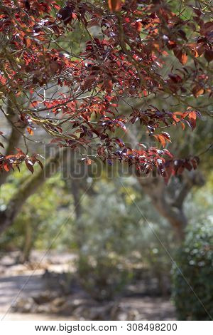 Coast Coral Tree Erythrina Caffra With Warm Red To Scarlet-coloured Flowers