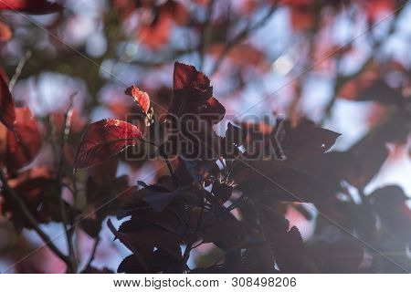 Coast Coral Tree Erythrina Caffra With Warm Red To Scarlet-coloured Flowers