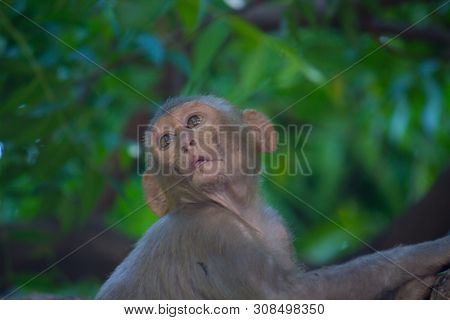 The Rhesus Macaque Monkey Sitting Under The Tree And Looking Away