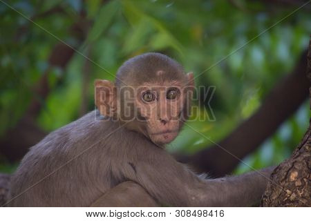 The Rhesus Macaque Monkey Sitting Under The Tree And Looking Away