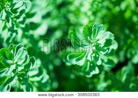 Rhodiola Rosea Plants Outdoors Green Background. This Flower Has Strong Medical Effect. - Image