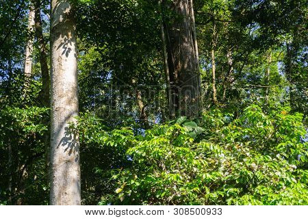 Dense Tropical Jungle In Morning Light And Fog, Danum Valley Sabah Borneo.