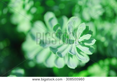 Rhodiola Rosea Plants Outdoors Green Background. This Flower Has Strong Medical Effect. - Image