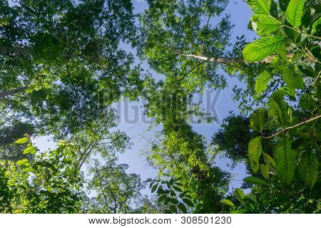 Rainforest Landscape With Lensflare As Sun Breaks Through Between Lush Foliage In Danum Valley, Saba