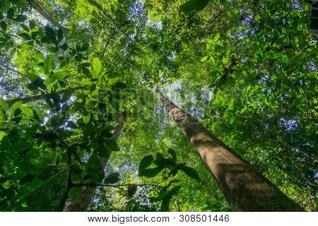 Rainforest Landscape With Lensflare As Sun Breaks Through Between Lush Foliage In Danum Valley, Saba