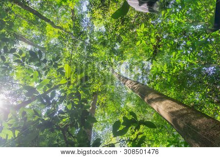 Rainforest Landscape With Lensflare As Sun Breaks Through Between Lush Foliage In Danum Valley, Saba