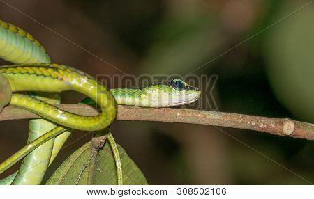 Venomous Pit Viper In Borneo In Danum Valley Rainforest, Sabah.