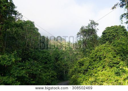 Dense Tropical Jungle In Morning Light And Fog, Danum Valley Sabah Borneo.