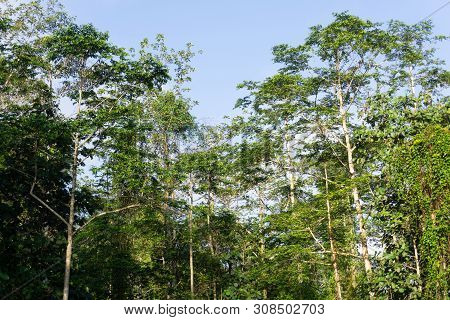Dense Tropical Jungle In Morning Light And Fog, Danum Valley Sabah Borneo.