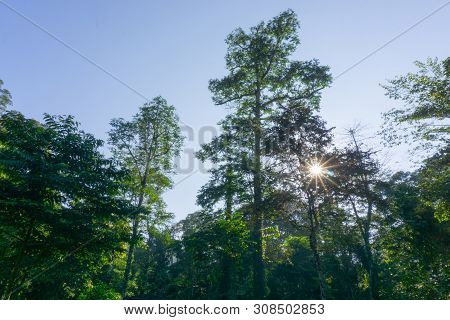 Dense Tropical Jungle In Morning Light And Fog, Danum Valley Sabah Borneo.