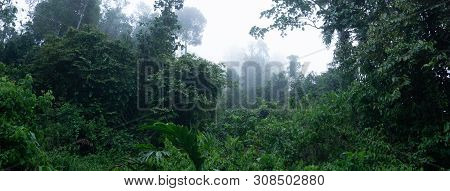 Dense Tropical Jungle In Morning Light And Fog, Danum Valley Sabah Borneo.