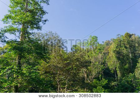 Dense Tropical Jungle In Morning Light And Fog, Danum Valley Sabah Borneo.