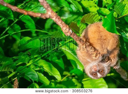 Slow Loris High Up In Tree Looking Down At Us At Night In Sabah, Borneo, Malaysia.