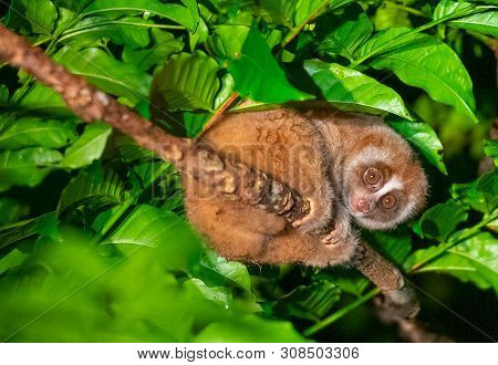Slow Loris High Up In Tree Looking Down At Us At Night In Sabah, Borneo, Malaysia.