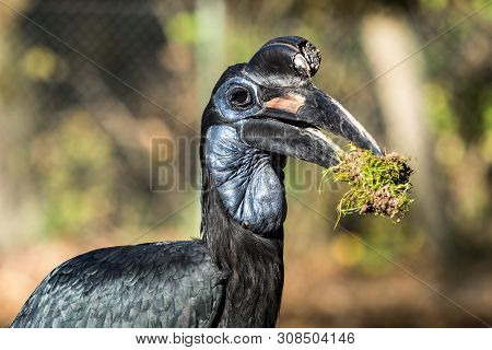 The Abyssinian Northern Ground Hornbill, Bucorvus Abyssinicus Or Northern Ground Hornbill Is An Afri