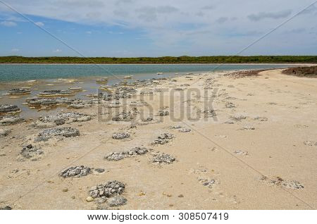Stromatolites Are Living Rock-like Fossils That Have Been Producing Oxygen For About 3.5 Billion Yea