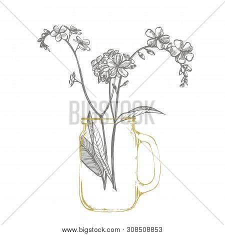 Forget-me-not Flowers. Botanical Illustration. Good For Cosmetics, Medicine, Treating, Aromatherapy,