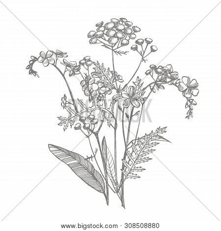 Branch Of Wild Plant Forget-me-not And Tansy. Vintage Engraved Illustration. Bouquet Of Hand Drawn F