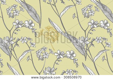 Collection Of Hand Drawn Flowers And Plants. Botany. Set. Vintage Flowers. Black And White Illustrat