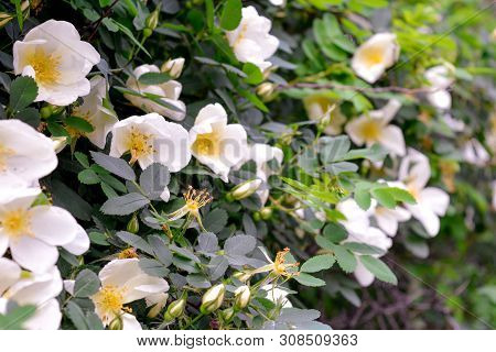 Shrub Of White Dogrose Or Briar Flowers With Soft Focus. Macro View Of Flowering Rose Hips Of Briar 