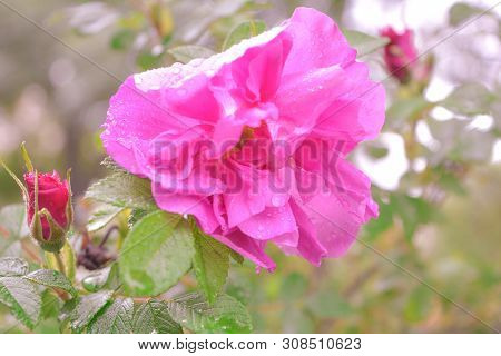 Closeup Of Pink Dogrose Or Briar Flower With Soft Focus. Macro View Of Flowering Rose Hips Of Briar 