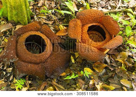Giant Rafflesia Flowers In Sabah Growing Host Vines Under Forest Floor.
