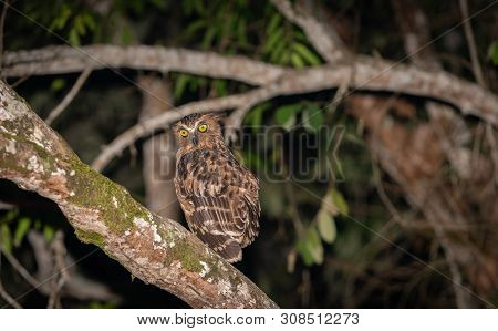 Owl In Tree With Large Bright Yellow Eyes On Branch Along Kinabatangan River In Sabah, Borneo.