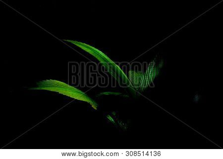 Bright Green Palm Frond Caught In Sun Against Black Background