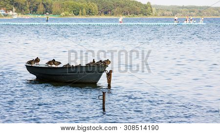 Ducks Sit On Boat On Lake In Summer