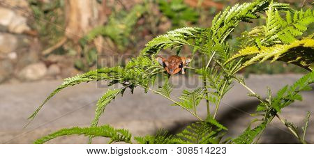 Tree Frog On Water Plant, Sabah Borneo.