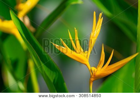 Bright Heliconia Flower Golden Torch In Full Bloom.