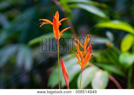 Bright Orange Tropical Heliconia Flower Parrots Beak