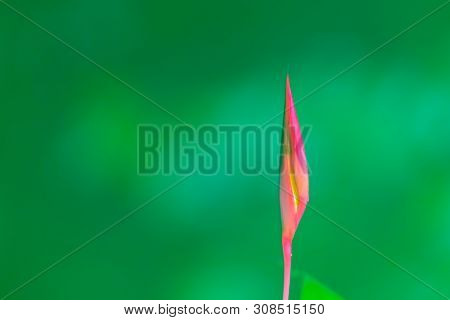 Heliconia Tropical Flower Pink New Floral Bud On Green Defocused Background,