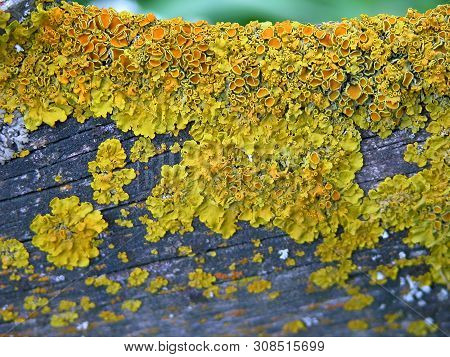 Orange Lichen (xanthoria Parietina) On A Round Old Wooden Plank