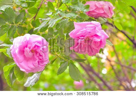 Shrub Of Pink Dogrose Or Briar Flowers With Soft Focus. Macro View Of Flowering Rose Hips Of Briar E