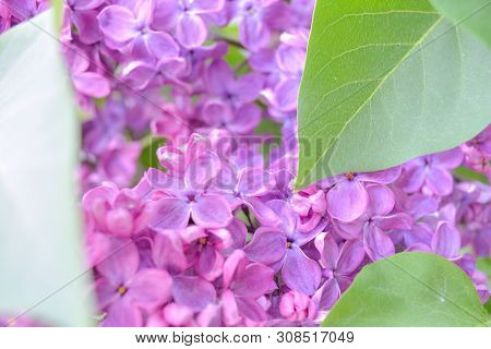 Lilac Shrub Flowers Blooming In Spring Garden. Common Lilac Syringa Vulgaris Bush. Close-up With Sof