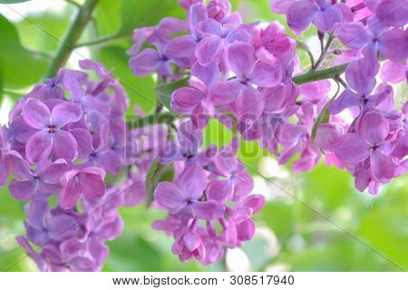 Lilac Shrub Flowers Blooming In Spring Garden. Common Lilac Syringa Vulgaris Bush. Close-up With Sof