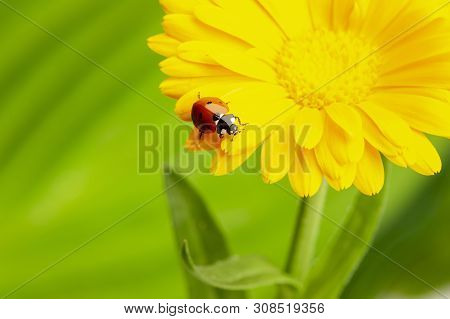 Seven-spot Ladybird, Coccinella Septempunctata On A Flower