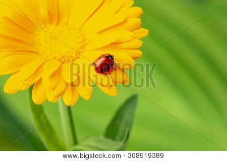 Seven-spot Ladybird, Coccinella Septempunctata On A Flower
