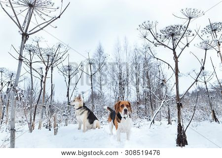 Two Dogs Walking On Winter Meadow In Snow