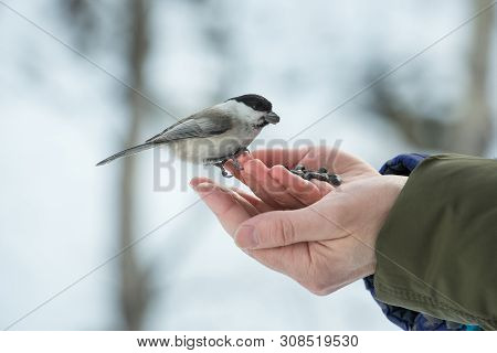 A Small Bird Poecile Montanus Eats Sunflower Seeds From A Hand In The Forest In Winter
