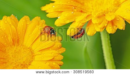 Seven-spot Ladybird, Coccinella Septempunctata On A Flower