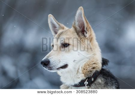 Cute Mixed Breed Dog Outside. Mongrel In The Snow