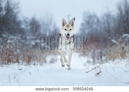 Stray Dog That Lives On The Street. Mongrel In The Snow