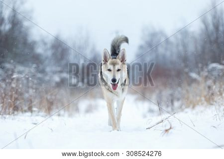Stray Dog That Lives On The Street. Mongrel In The Snow