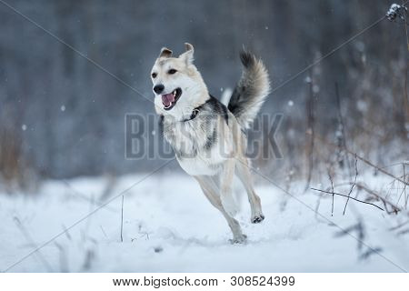 Stray Dog That Lives On The Street. Mongrel In The Snow